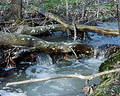 Free Stock Photography: Water running over log. Image: 3577