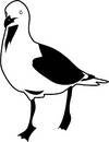 Seagull