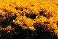 Yellow world