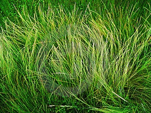 grass wild