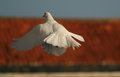 Free Stock Image - White dove take off