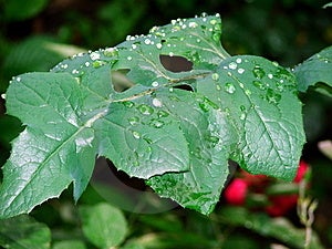 Free Stock Photo: Rain Leaf Picture. Image: 135955