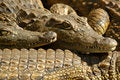 Free Stock Photo: Crocodile 07 Picture. Image: 131625
