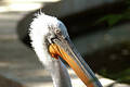 Pelican Portrait