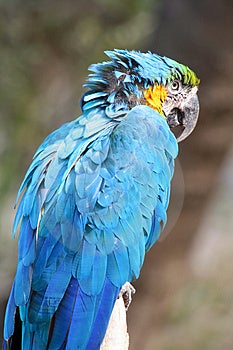 angry parrot