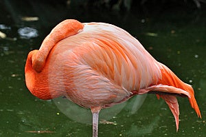 IMAGEN FLAMENCO PAJARO imagen flamenco pajaro: