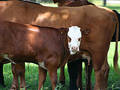 Free Stock Images: Calf Ready To Nurse Picture. Image: 151469