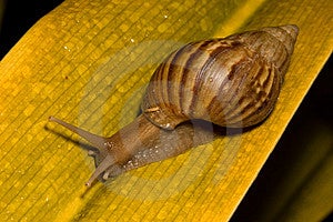 Δωρεάν Στοκ Φωτογραφίες: Snail εικόνα. εικόνα: 160158