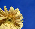 Sun-flower...(1)