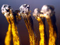 Matches