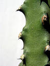 Thorns