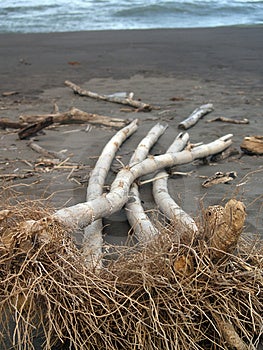 Palm Tree Roots