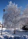 Pict 5464 Birch tree and lamp post on snow covered street