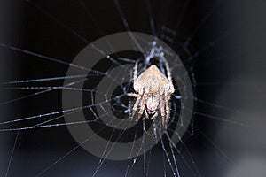 Porch Spider