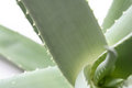 Stock Photography - Aloe Vera