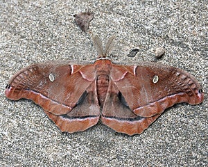 免费库存图片: Two Moths 图片. 图片: 187309