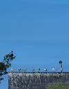 Gull Club
