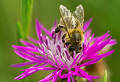 Going for honey