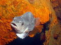 Lumpfish on the PLM 27