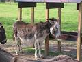 Donkey