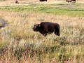 Baby Bison (Buffalo) at Yellowstone