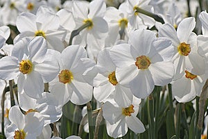 Free Stock Images - White daffodils