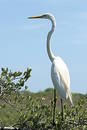 Egret