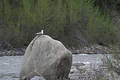Bird on the shore