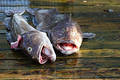Stock Photos: Valdez Catfish Picture. Image: 208073