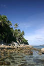 Coastal coconut trees