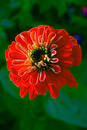 Flower vinous