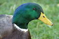 Male Mallard Duck