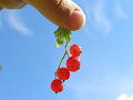 Holding red currants
