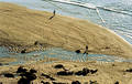 Lone person walking along beach