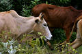 Cows in the Wild