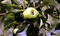 A green apple on a tree