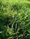 Free Stock Photos: Grass Picture. Image: 221498