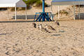 Seagull