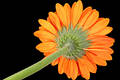 Gerber Daisy Underside Against Black