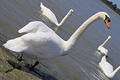 Gracefull white swan