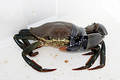 Hurt Crab