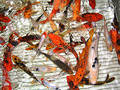 Swimming Koi