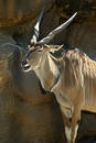 Antelope