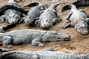 Crocodile Sleeping