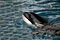 Free Stock Photography - Killer whale in water