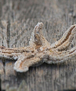 starfish pier dried royalty dreamstime