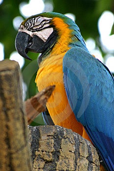 Parrot Stock Photography