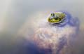 Free Stock Photography: Frog. Image: 230177