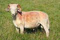 Mountain sheep