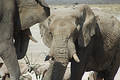 African elephants